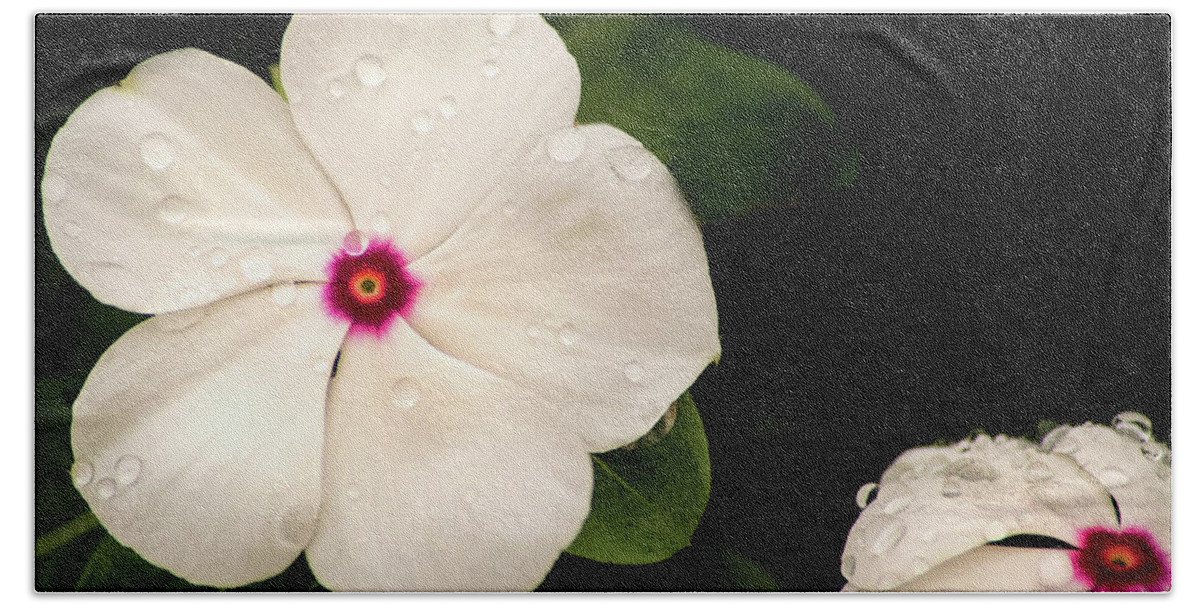 Flower Hand Towel featuring the photograph Impatiens-White by Don Johnson