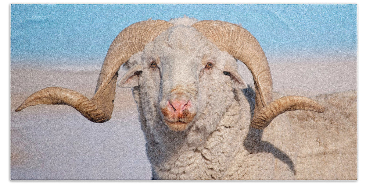Ram Bath Towel featuring the photograph In Charge by Amanda Smith