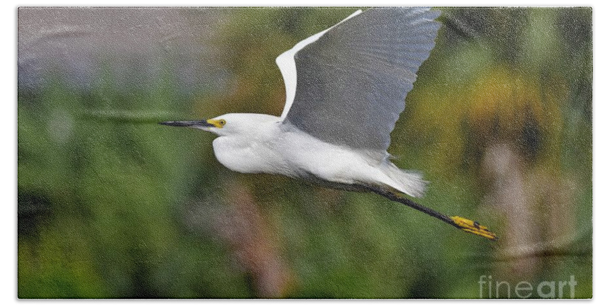 Snowy Egret Bath Towel featuring the photograph In Flight by Julie Adair