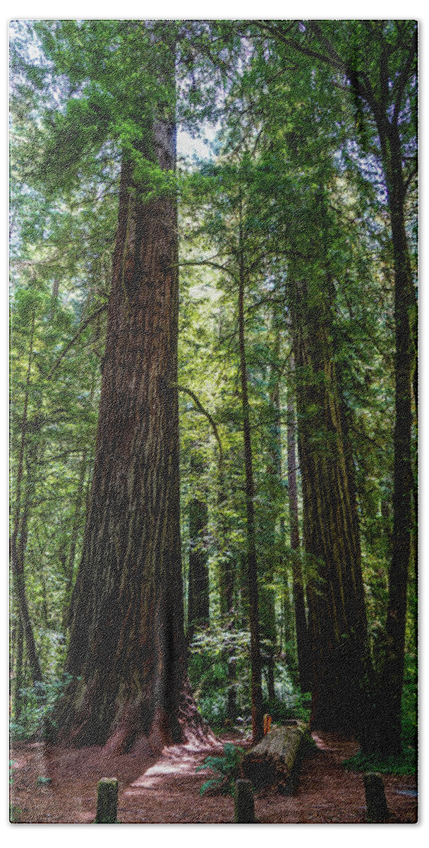 Trees Bath Towel featuring the photograph In Person by Ric Schafer