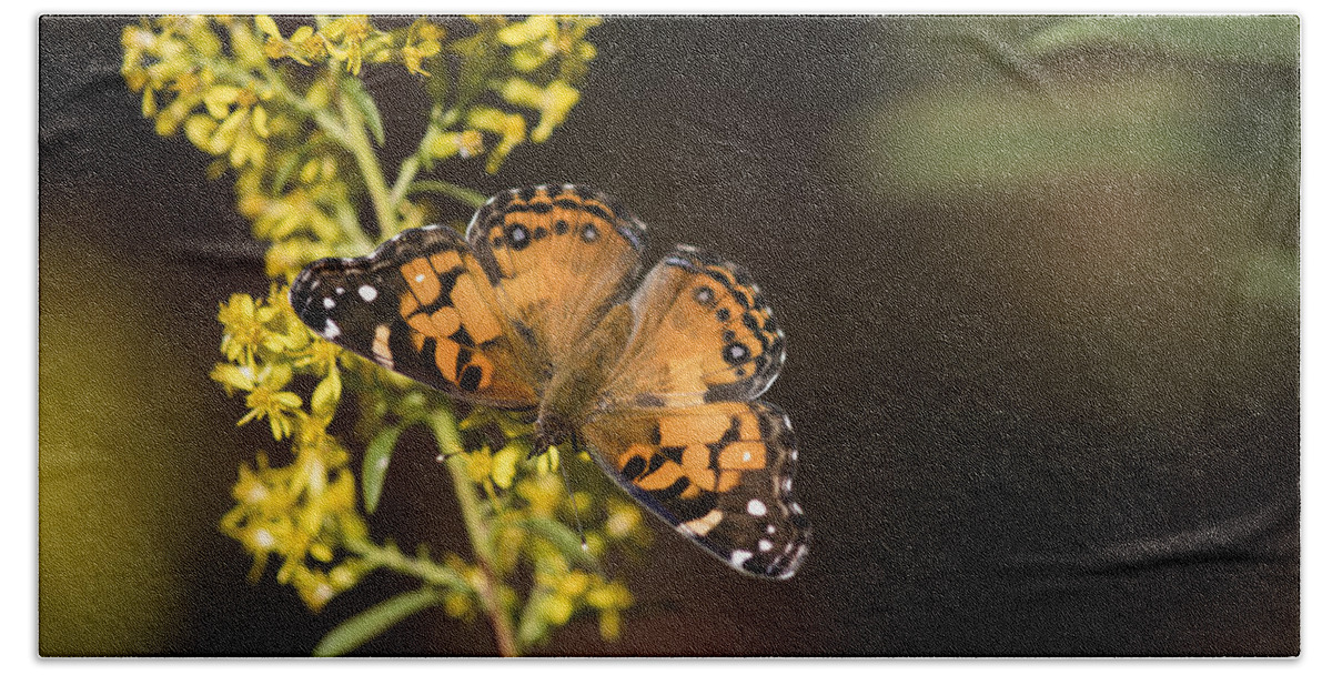Butterflies Bath Towel featuring the photograph In Search of Nectar by Robert Potts