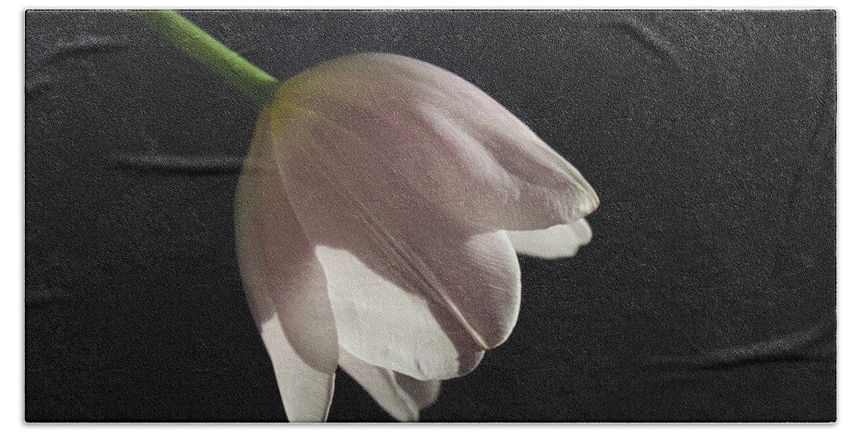 Tulip Hand Towel featuring the photograph In the Spotlight by Kim Hojnacki