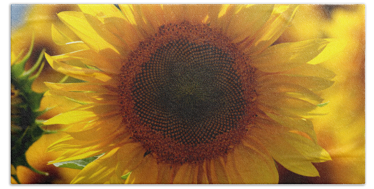 Sunflower Bath Towel featuring the photograph In the sun by Heather King