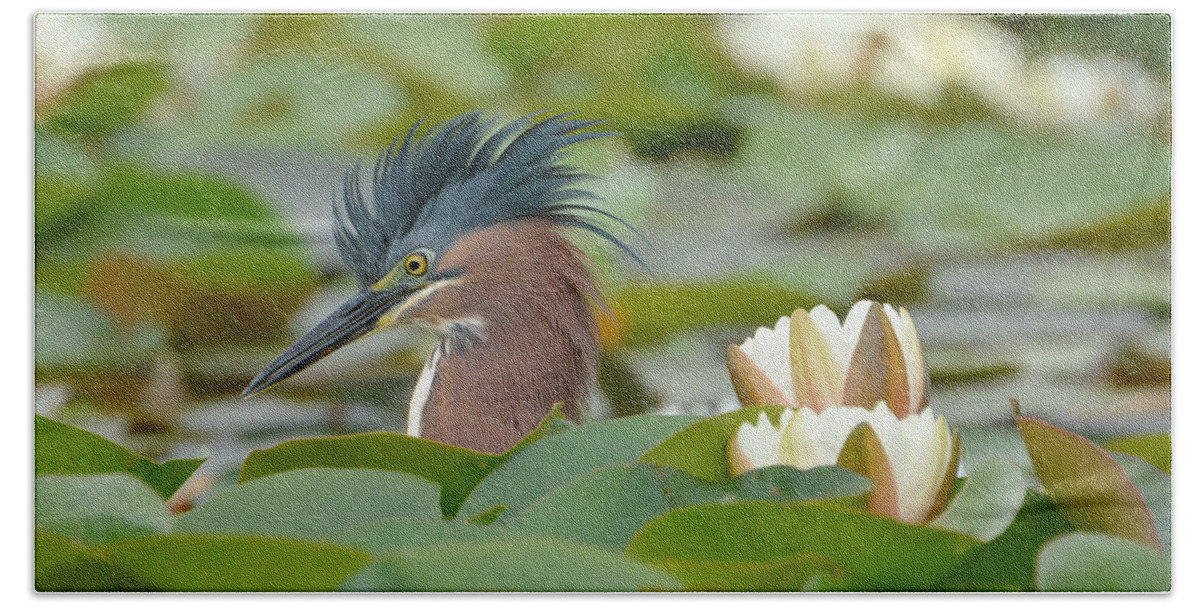Little Green Heron Bath Towel featuring the photograph Incognito 2 by Fraida Gutovich