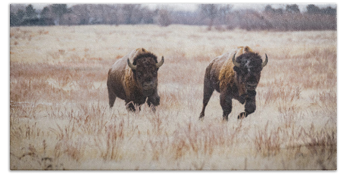 2018 Bath Towel featuring the photograph Incoming-Bison on the Run by Kelly Kennon