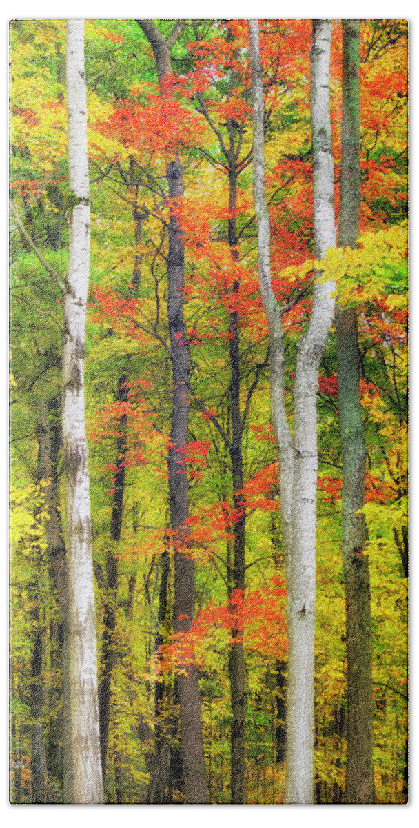 Fall Trees Bath Towel featuring the photograph Indian Summer by Christina Rollo