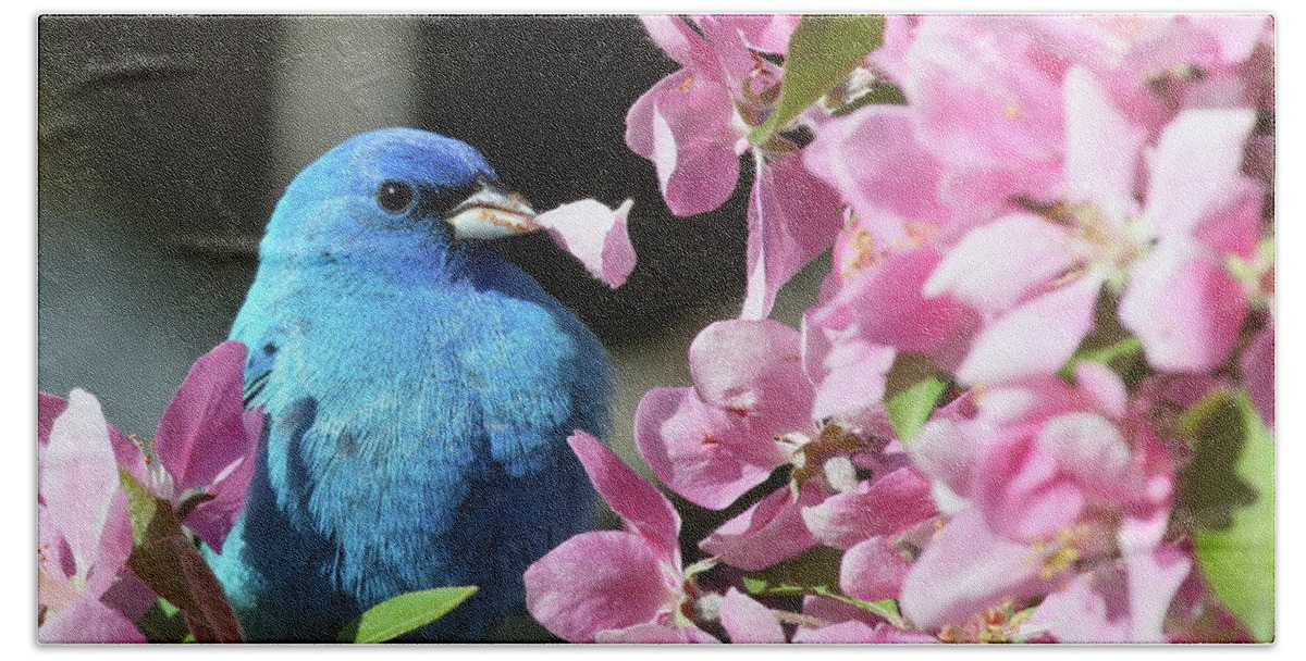 Indigo Bunting Bath Towel featuring the photograph Indigo Bunting with a Flower Petal by Duane Cross