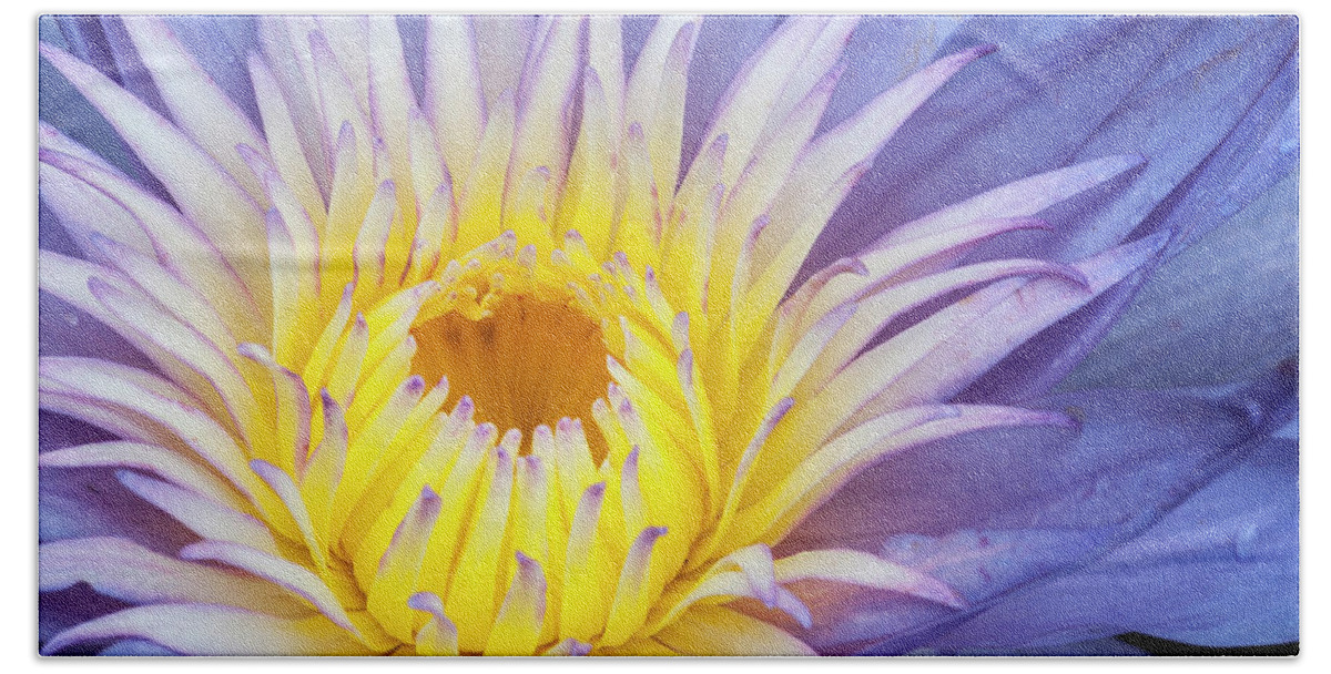 Waterlily Bath Towel featuring the photograph Perfect symmetry of a blossom by Usha Peddamatham