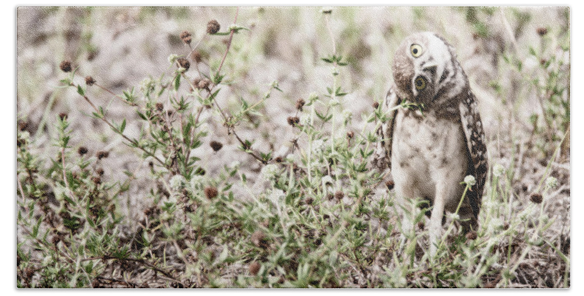 Inquisitive Burrowling Owl 2 Hand Towel featuring the photograph Inquisitive Burrowling Owl 2 by Tracy Winter