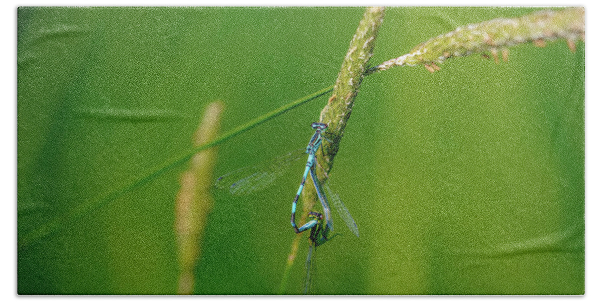 Insect Bath Towel featuring the photograph Insect on straw, May 2016. by Leif Sohlman