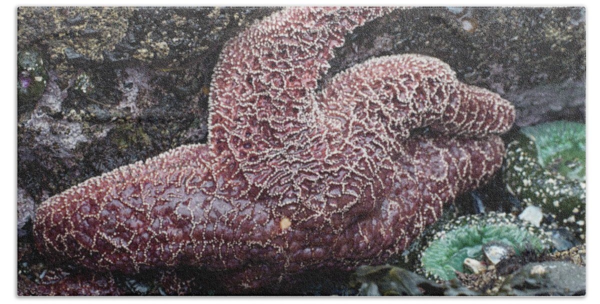 Starfish Bath Towel featuring the photograph Intertidal Life by Jim Zablotny