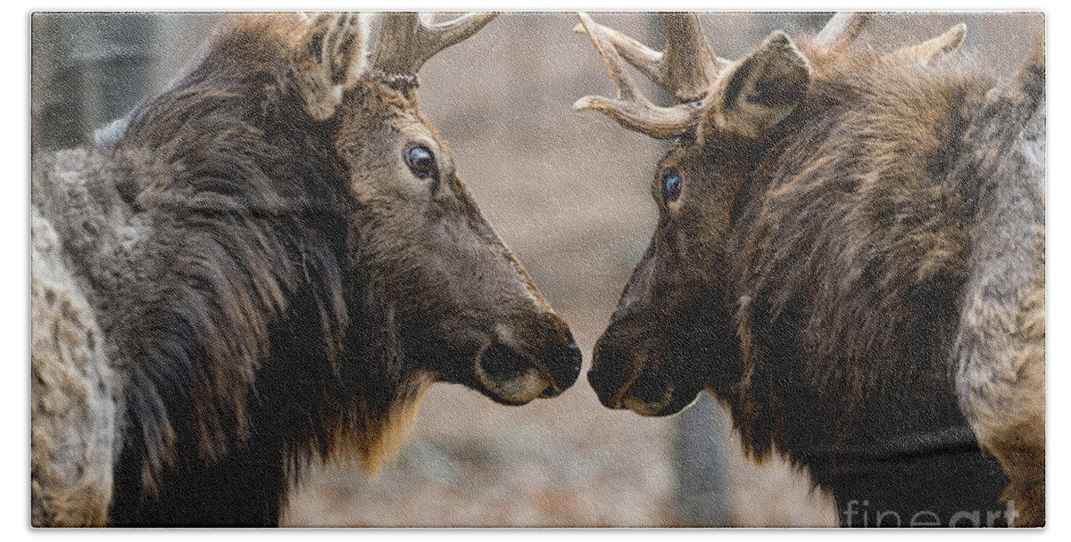 Elk Bath Towel featuring the photograph Intimidation by Andrea Silies