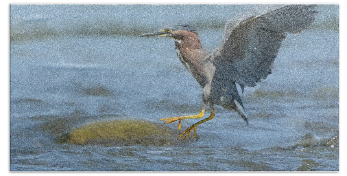 Green Heron Bath Towel featuring the photograph Into The Rapids by Fraida Gutovich