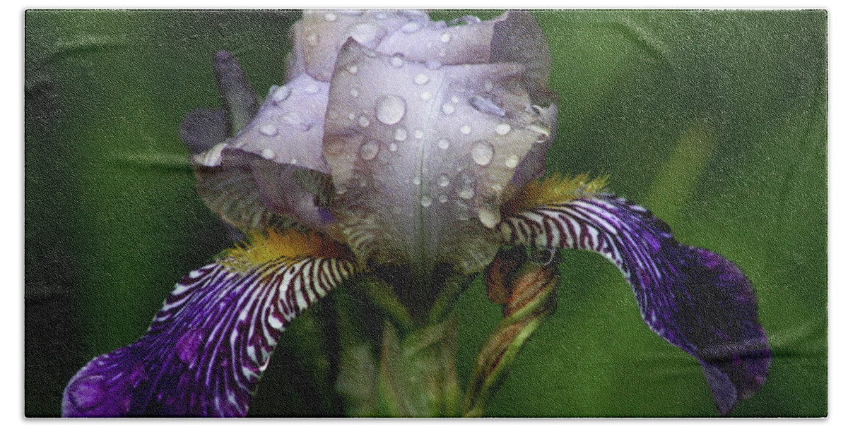 Iris Hand Towel featuring the photograph Iris After The Rain 1409 H_2 by Steven Ward