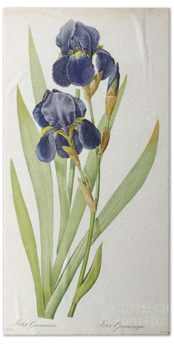 Iris Bath Sheet featuring the painting Iris Germanica by Pierre Joseph Redoute