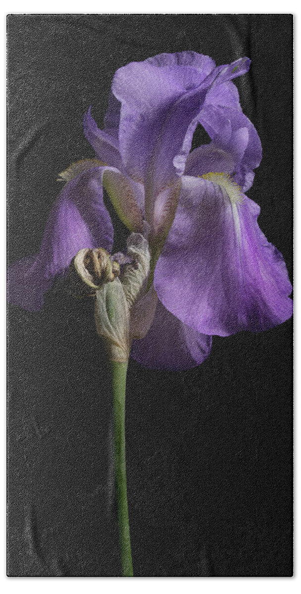 Purple Iris Bath Towel featuring the photograph Iris Series 1 by Mike Eingle
