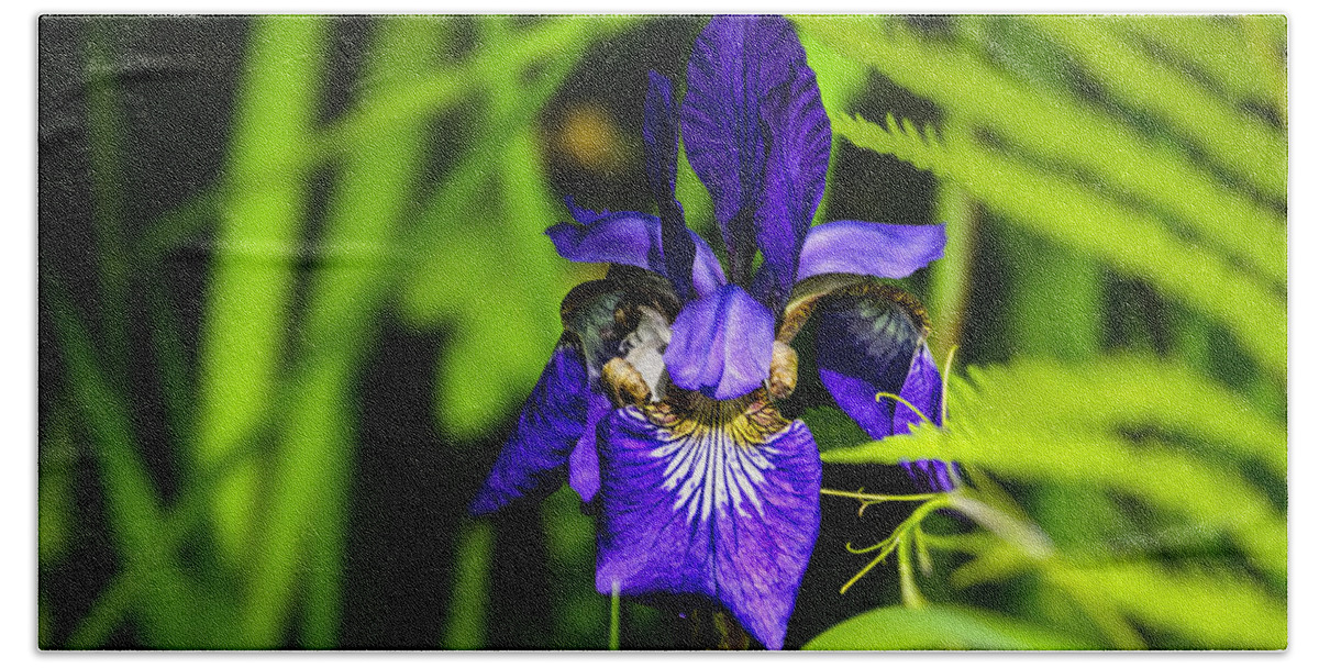 Flower Bath Towel featuring the photograph Iris Versicolor by Mark Myhaver