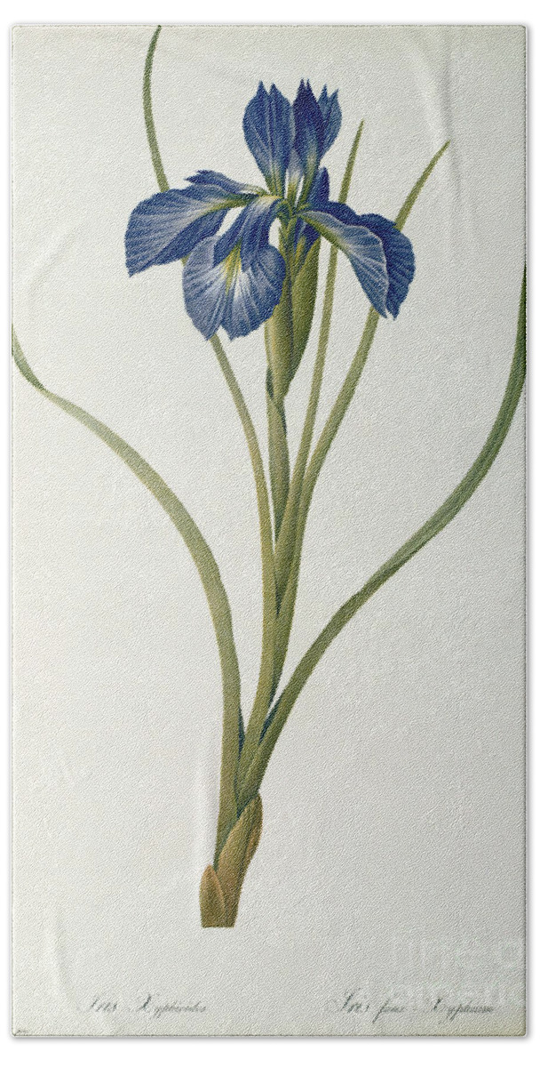 Iris Hand Towel featuring the painting Iris Xyphioides by Pierre Joseph Redoute