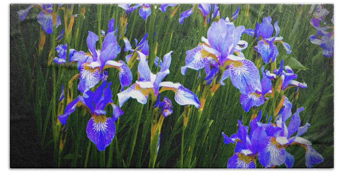 Flowers Bath Towel featuring the photograph Irises by Jeff Cooper