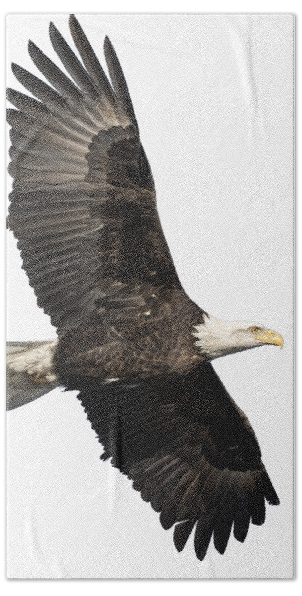 American Bald Eagle Bath Towel featuring the photograph Isolated American Bald Eagle 2016-4 by Thomas Young