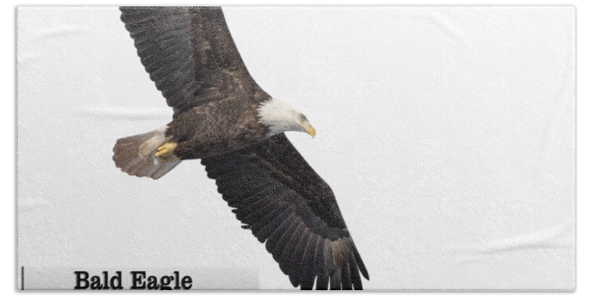Bald Eagle Bath Towel featuring the photograph Isolated Bald Eagle 2018-1 by Thomas Young