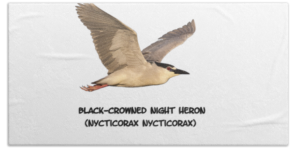Black-crowned Night Heron Hand Towel featuring the photograph Isolated Black-crowned Night Heron 2017-6 by Thomas Young