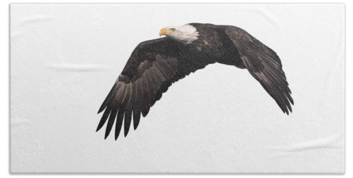 American Bald Eagle Bath Towel featuring the photograph Isolated Eagle 2017-1 by Thomas Young