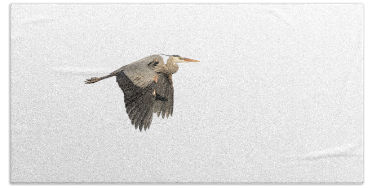 Great Blue Heron Hand Towel featuring the photograph Isolated Great Blue Heron 2015-5 by Thomas Young