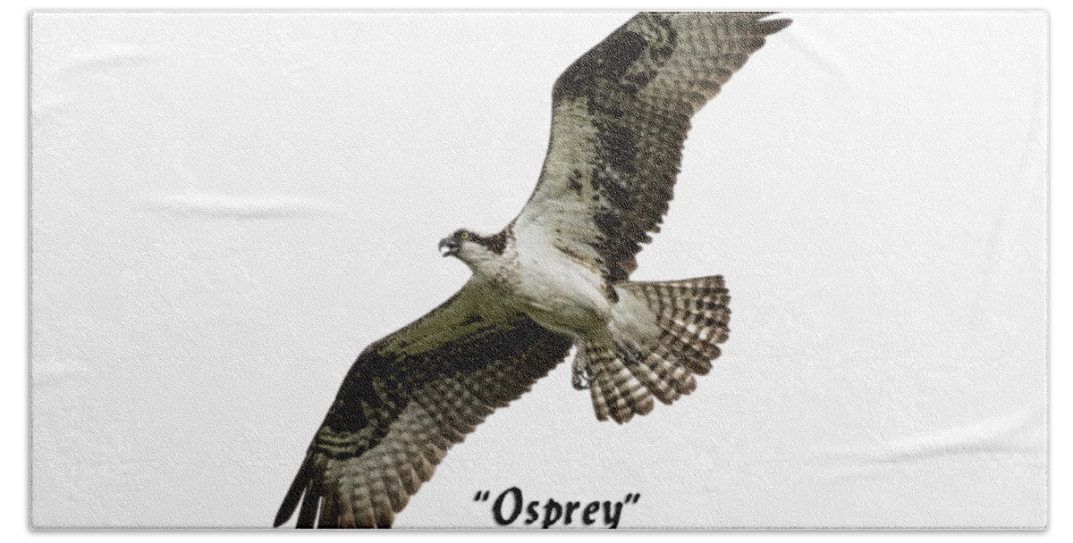 Osprey Hand Towel featuring the photograph Isolated Osprey 2017-1 by Thomas Young