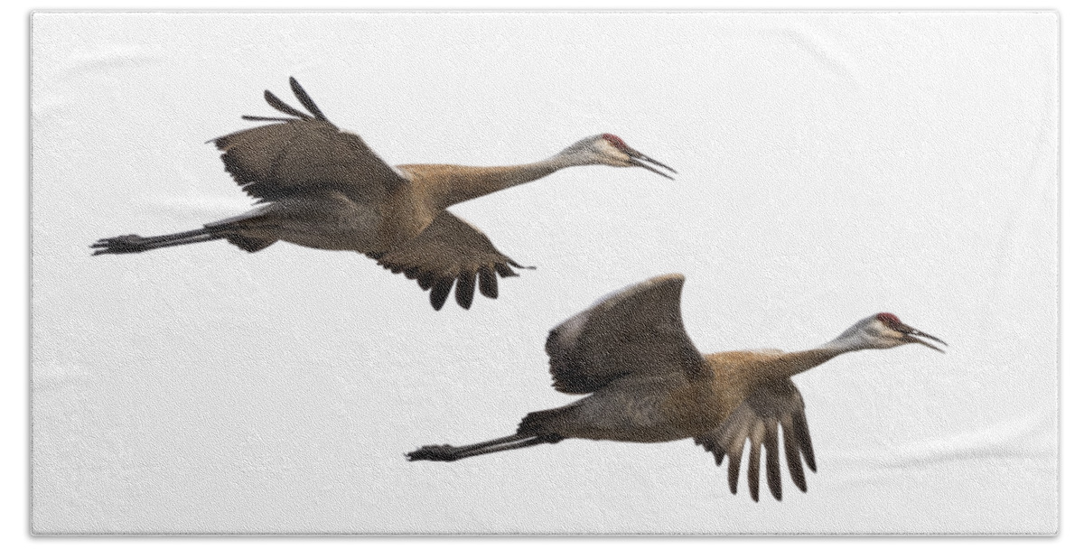 Sandhill Cranes Bath Towel featuring the photograph Isolated Sandhill Cranes 2016-1 by Thomas Young