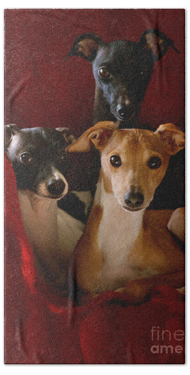Black And White Bath Towel featuring the photograph Italian Greyhound Brothers by Angela Rath