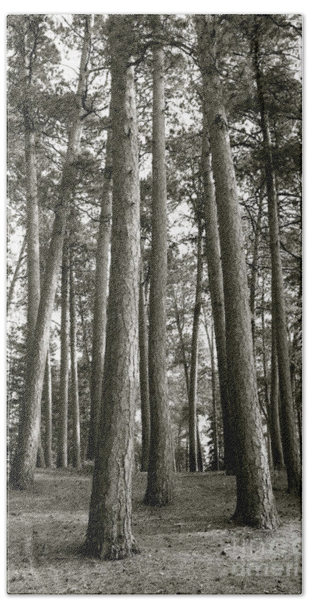 Trees Bath Towel featuring the photograph Itasca Giants by Becqi Sherman