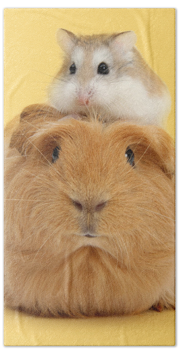 Roborovski Hamster Bath Towel featuring the photograph It's a Guinea wig by Warren Photographic