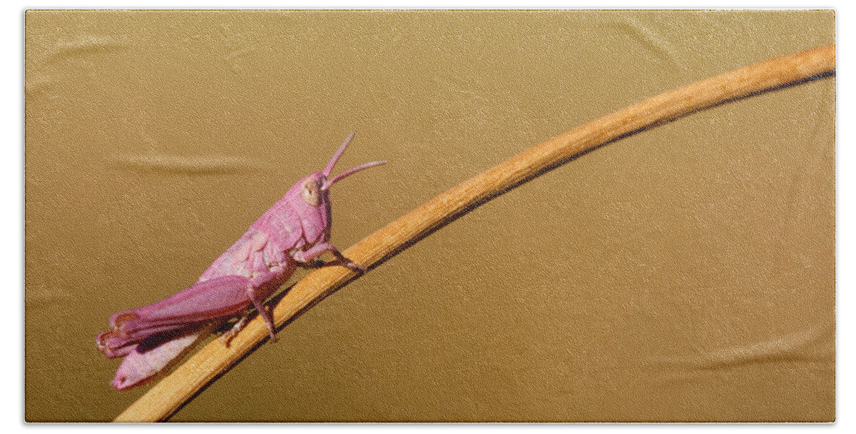 Pink Grasshopper Bath Towel featuring the photograph It's Not Easy Being Pink by Roeselien Raimond