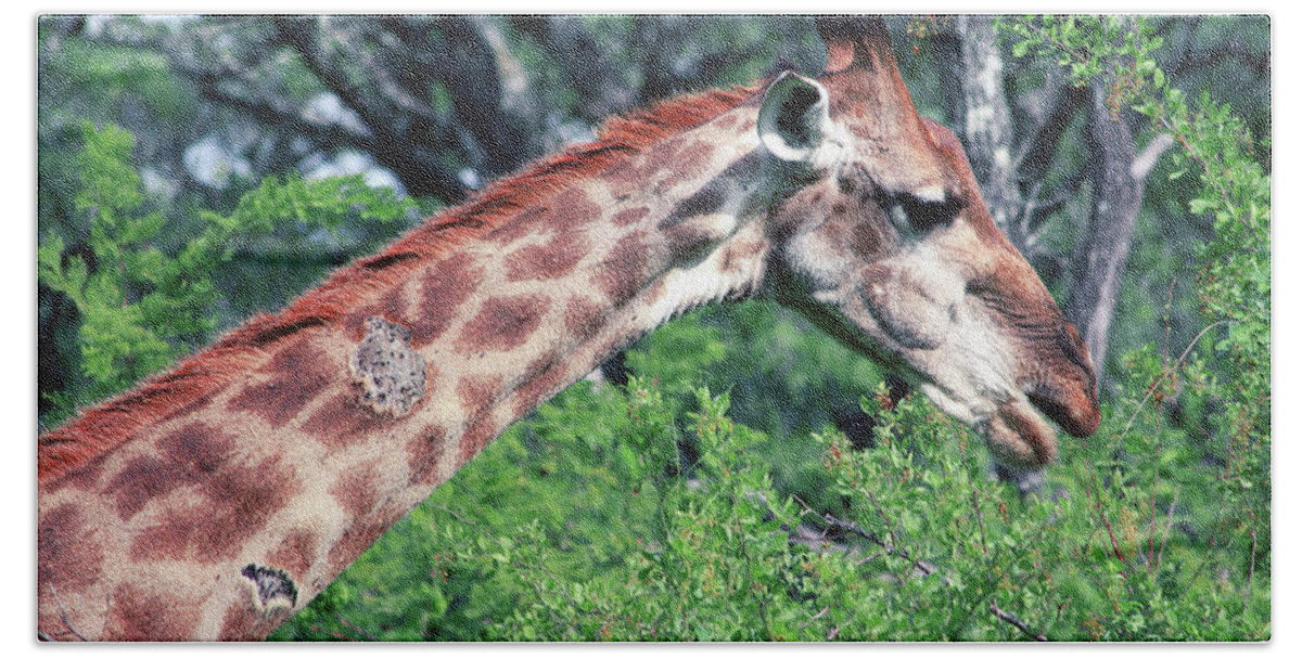 Giraffe Hand Towel featuring the photograph I've got stories to tell by Samantha Delory