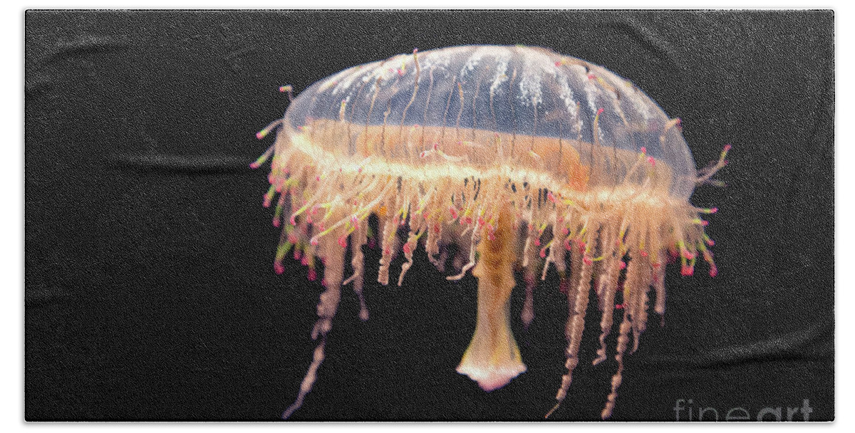 Jellyfish Bath Towel featuring the photograph Japanese flower hat jelly by Jane Rix