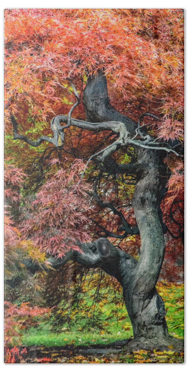 Landscape Hand Towel featuring the photograph Japanese Maple - Aged to Perfection by Betty Denise