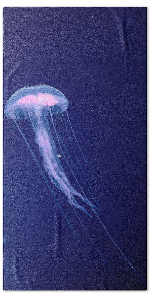 A88e Hand Towel featuring the photograph Jellyfish by Dave Fleetham - Printscapes