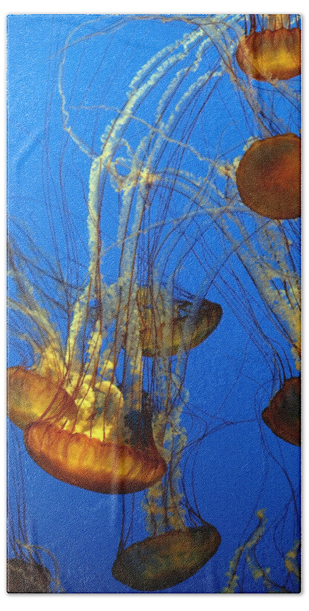Animal Bath Towel featuring the photograph Jellyfish Family by Marilyn Hunt