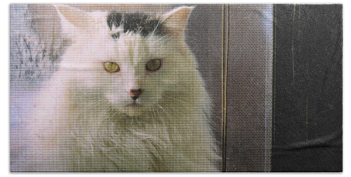 Cat Hand Towel featuring the photograph Jenny and Window Screen by Scott Carlton