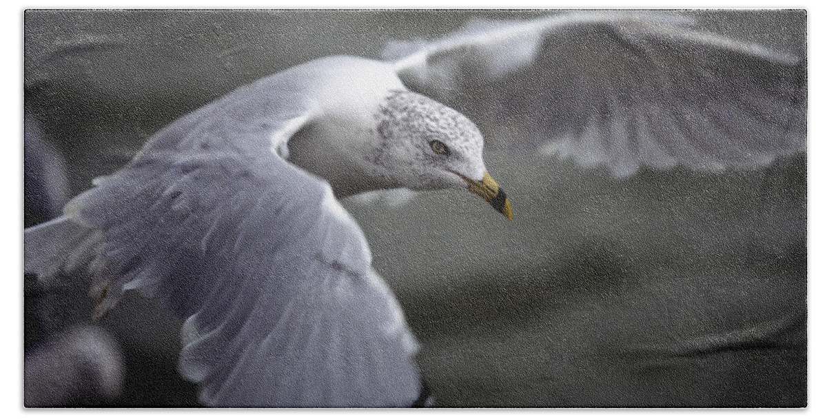 Bird Hand Towel featuring the photograph Johnathan Livingston Seagull by John Harmon