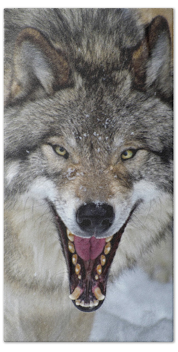 Timber Wolf Hand Towel featuring the photograph Joker by Tony Beck
