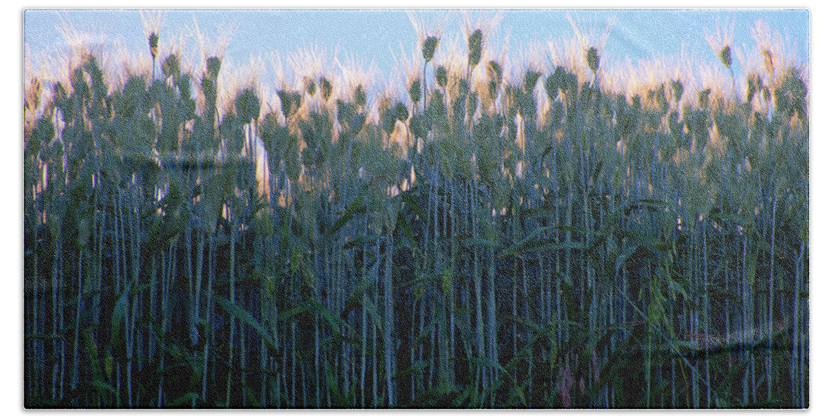Outdoors Bath Towel featuring the photograph July Crops by Doug Davidson
