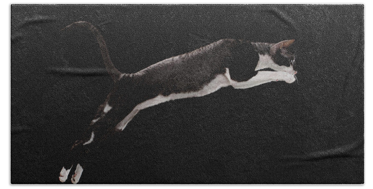 Cat Hand Towel featuring the photograph Jumping Cornish Rex Cat Isolated on Black by Sergey Taran