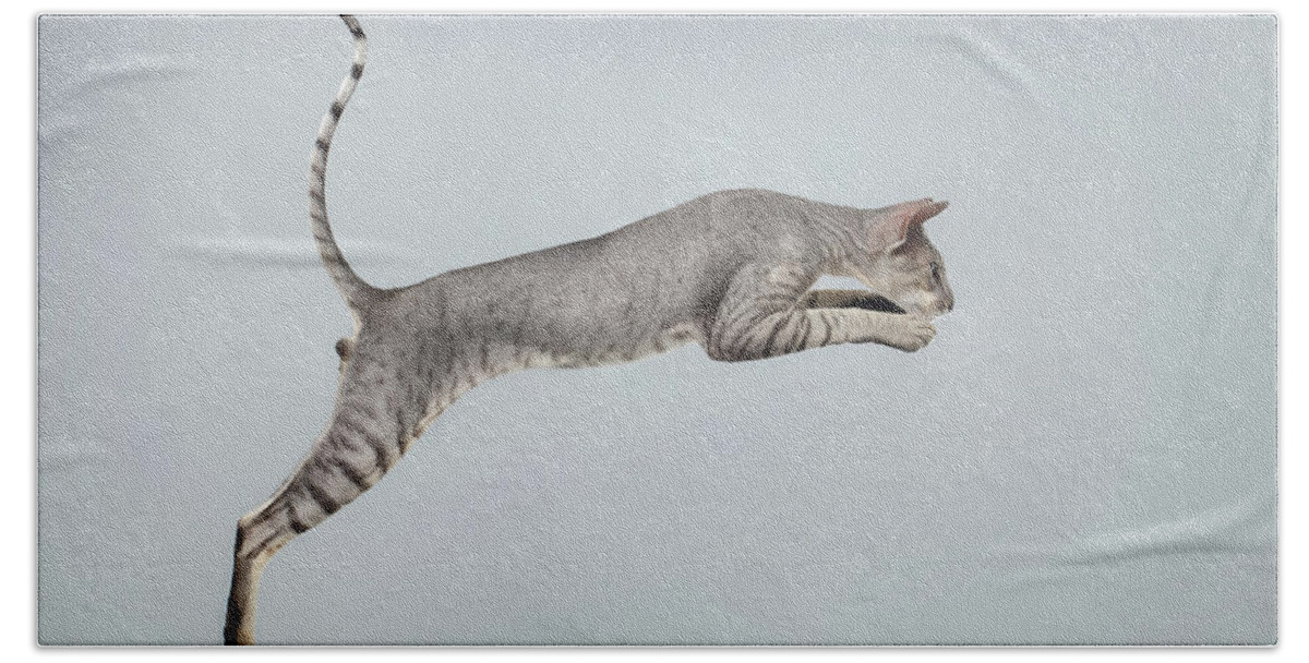 Peterbald Hand Towel featuring the photograph Jumping Peterbald Sphynx Cat on White by Sergey Taran