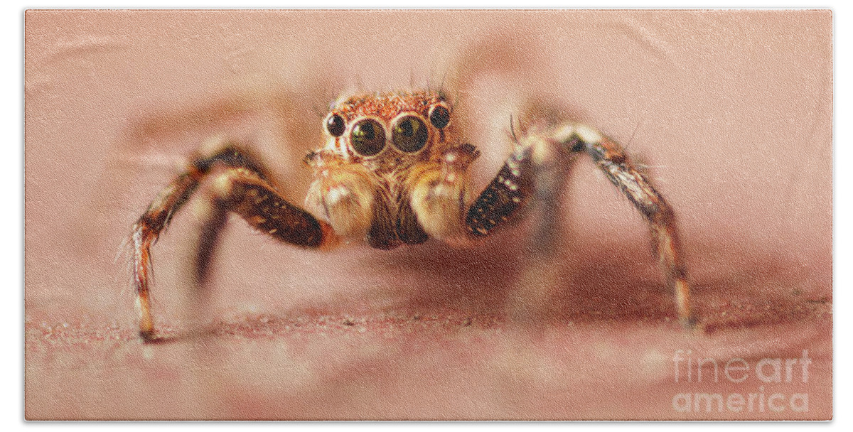 Portia Labiata Bath Towel featuring the photograph Jumping Spider by Venura Herath