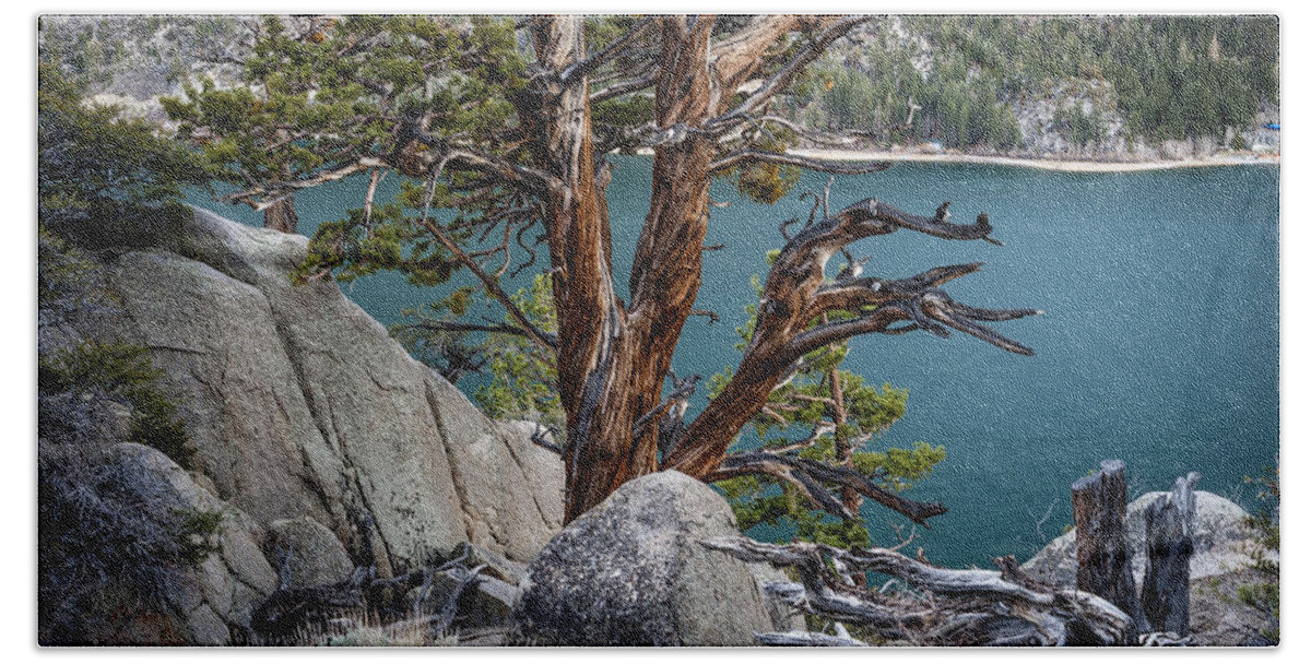 Water Hand Towel featuring the photograph June Lake Juniper by Cat Connor