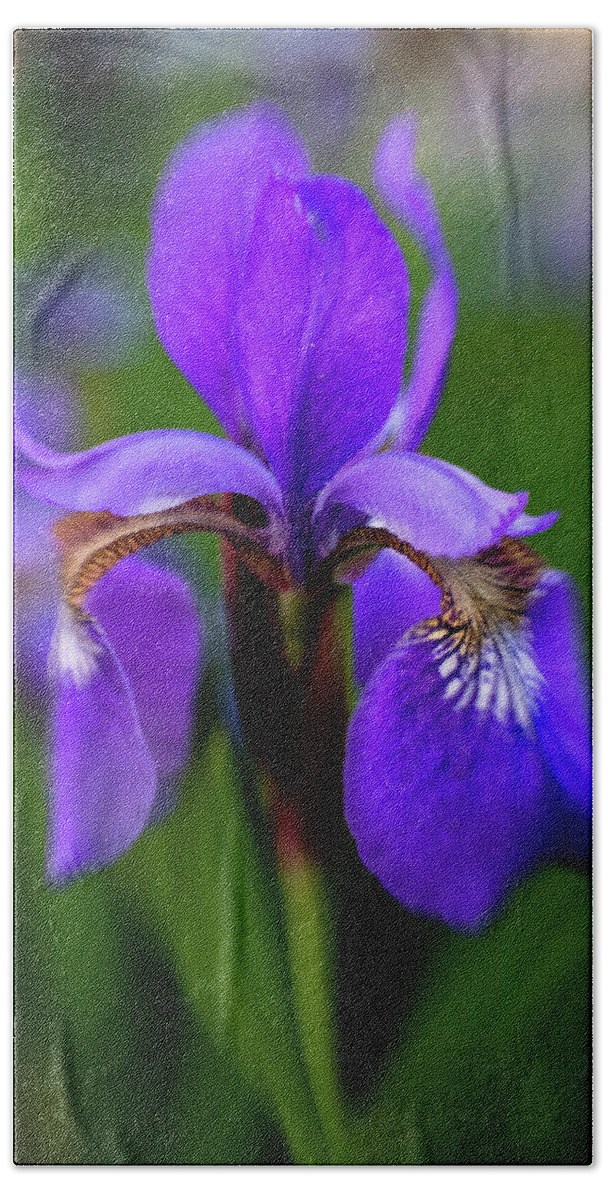 Iris Hand Towel featuring the photograph Just a blossom by Pamela Taylor