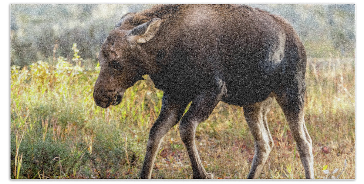 Moose Calf Bath Towel featuring the photograph Just A Kick In The Pants by Yeates Photography