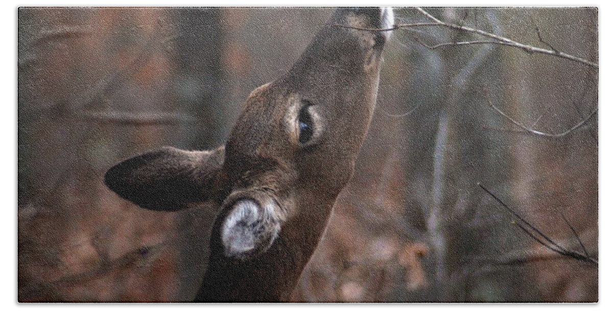 Deer Bath Towel featuring the photograph Just a Nibble by Bill Stephens